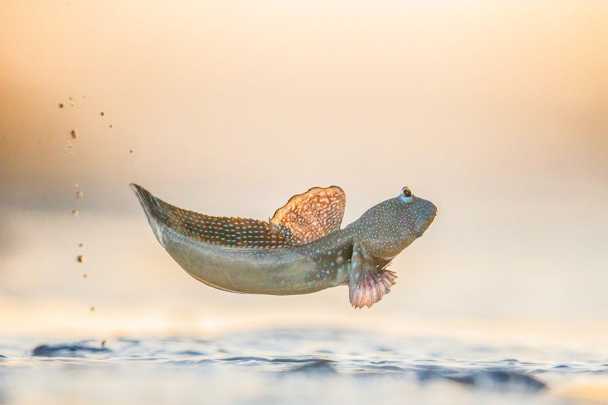 Blue-spotted mudskipper leaping out of the water. 