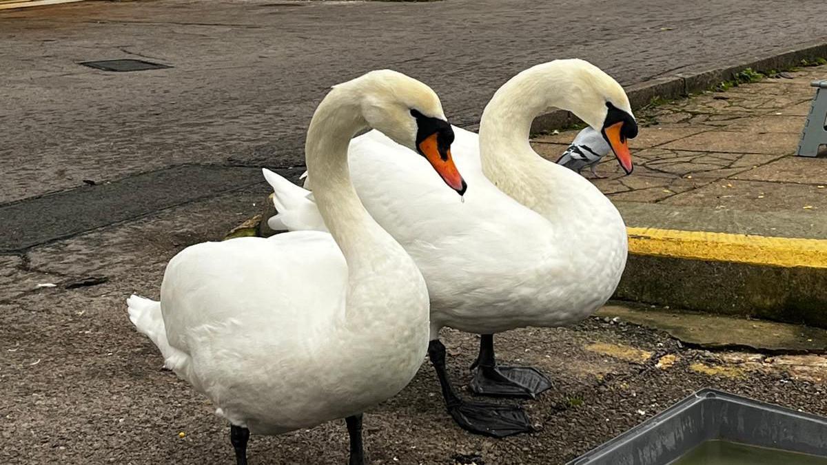 Two large white swans are standing next to each other by their water tray in the marina and have black legs and orange beaks