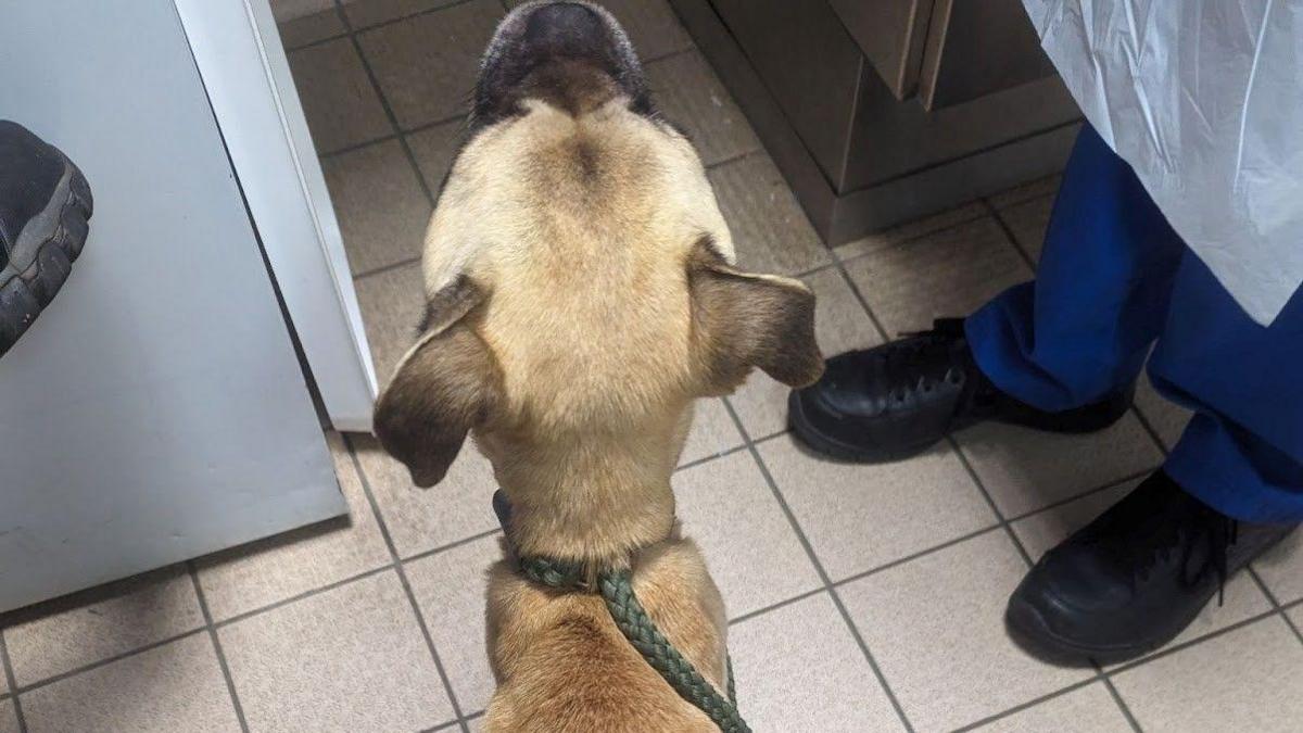 A severely malnourished sandy brown pug type dog standing next to a woman in blue scrubs with white plastic overalls