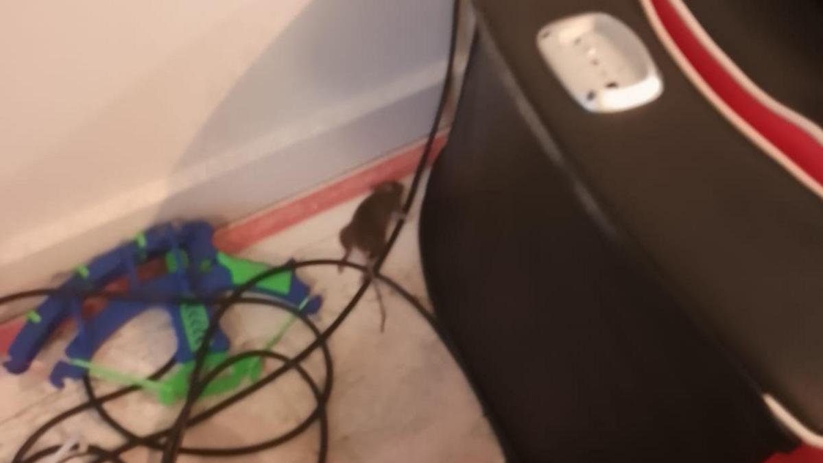 An image of a dead rat on the floor in Paul's living room