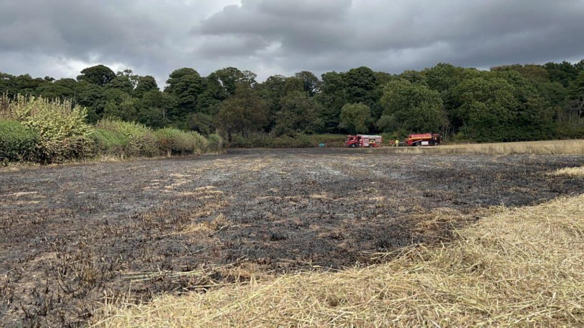 A field with blackened straw covering most of it and some unburned grass in the foreground and two red fire vehicles in the distance