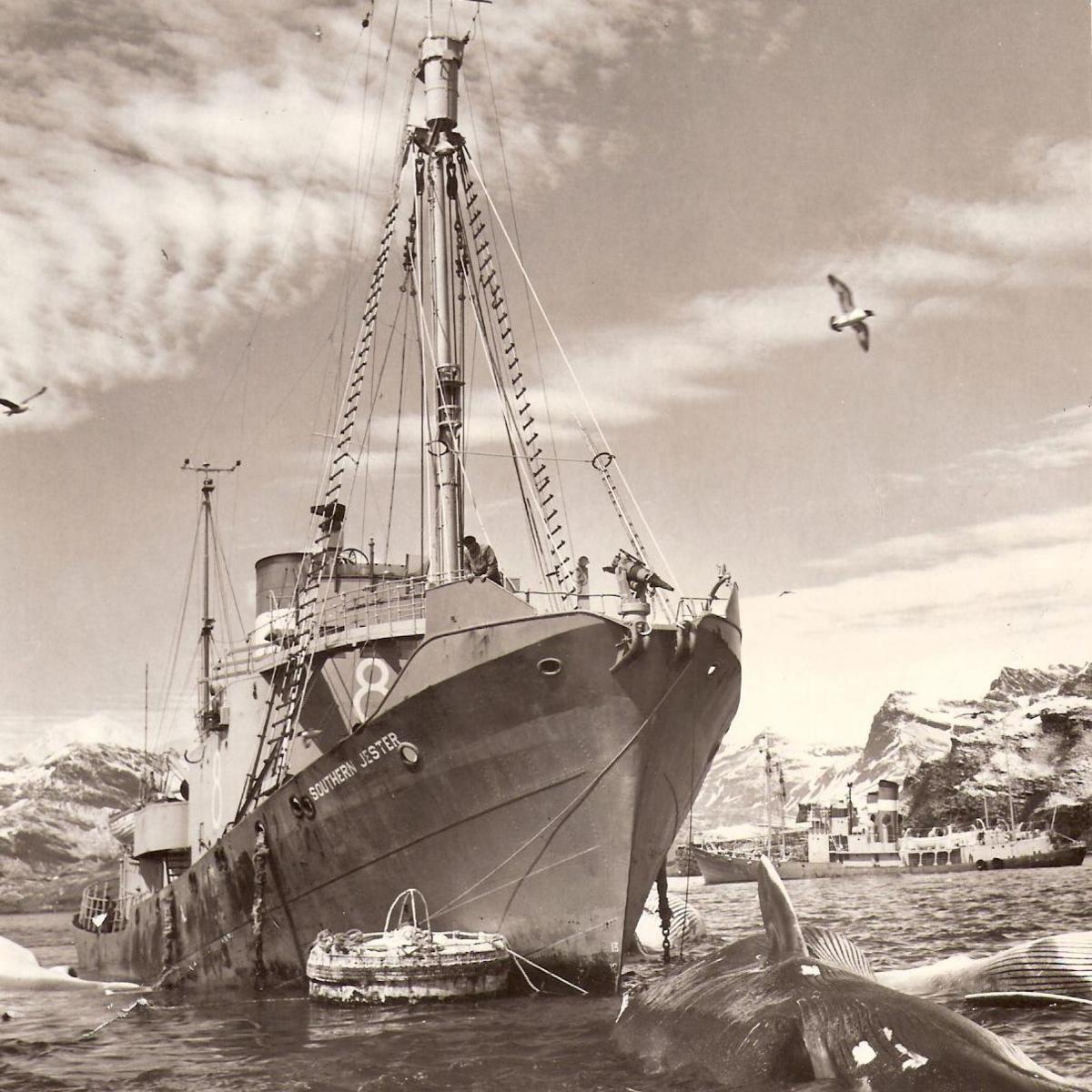 A black and white photo of a whaling ship close to shore in South Georgia. A large, dead whale is in the water in the foreground of the image. 