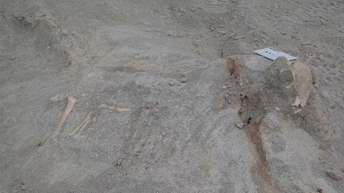Fossilised bones seen sticking out of rock