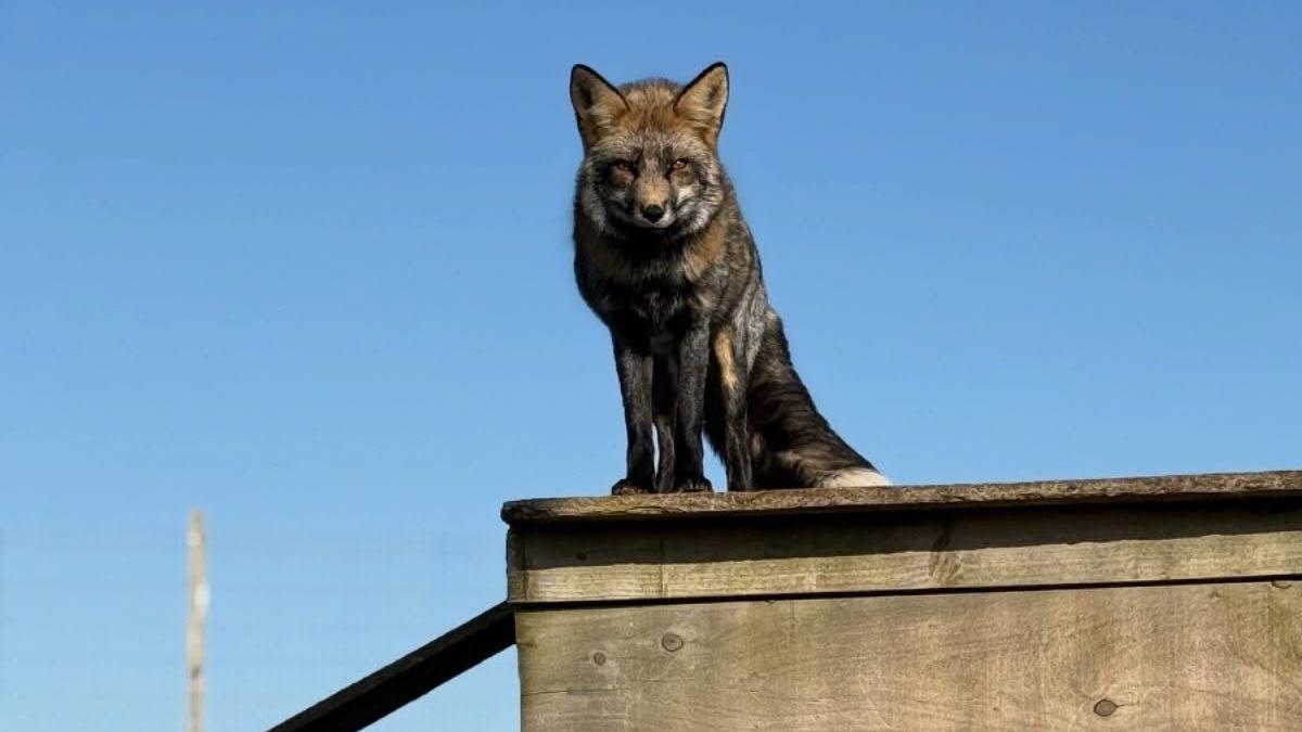 A fox with red and grey fur stands on a wooden shed roof looking down, behind the animal is a bright blue sky.
