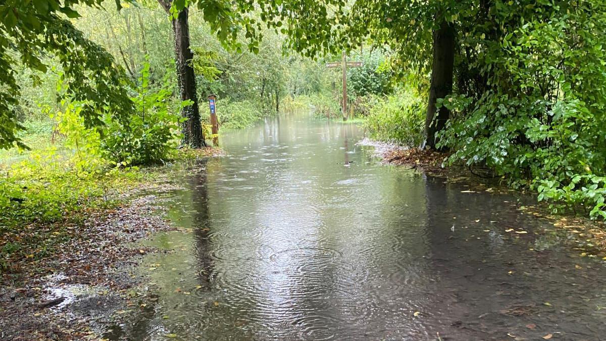 A big puddle of water on a walkway surrounded by green trees