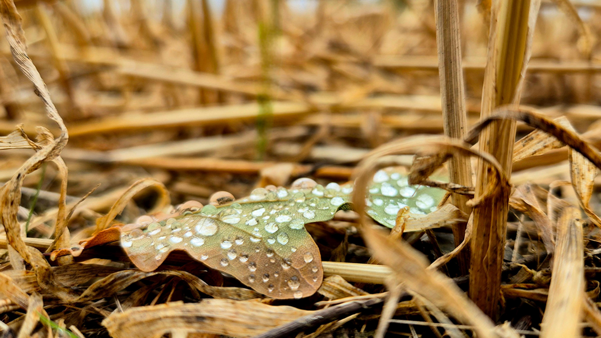 Close-up of brown leaves on the ground in Oswestry, with dry brown stalks in the background. There are raindrops on the leaf in the centre of the picture.