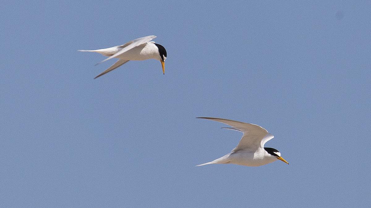 Little terns