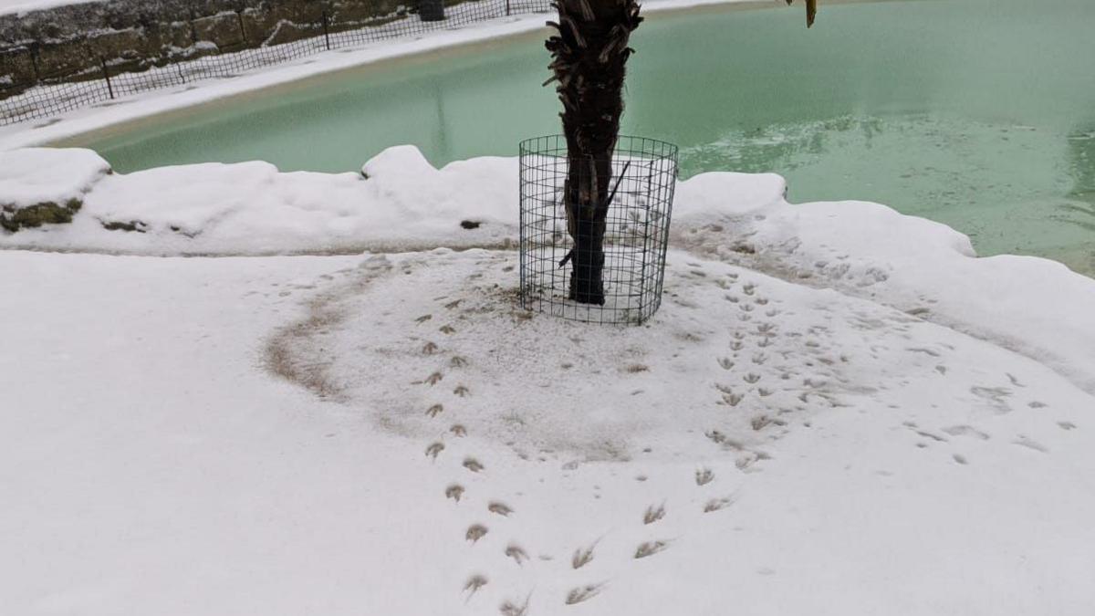 Penguin footprints lead to a pool, circle a tree on the water's edge and return