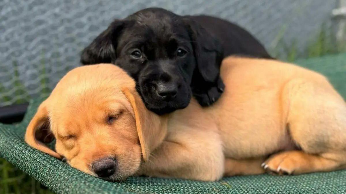 A golden labrador puppy is curled up on it's side asleep, while a black labrador puppy rests ontop of them, looking at the camera. They are both on a dark green bed.