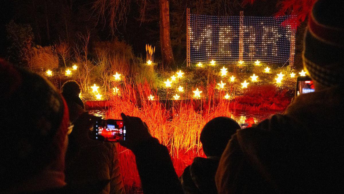 People gather around one of the light displays, their backs are to the camera and one person is holding up their phone to take a picture. The display features light up stars and a 'Merry' sign, with the hedging underneath lit up in orange.