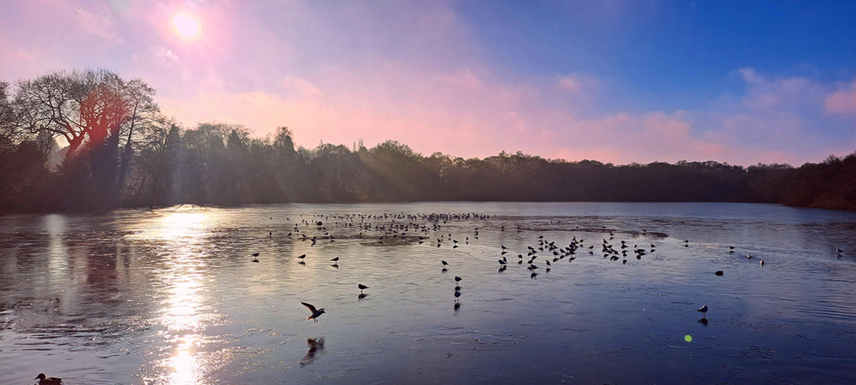 Birds on a pool with trees in distance and the sun reflecting off the water