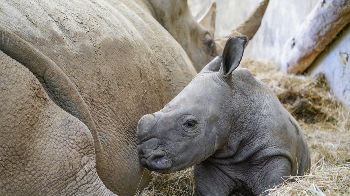 The rhino calf is sitting on straw on the floor next to an adult rhino.