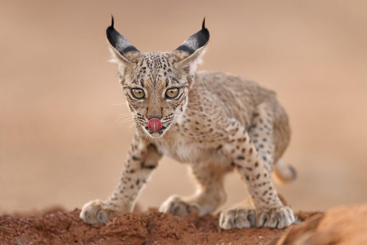 iberian-lynx.