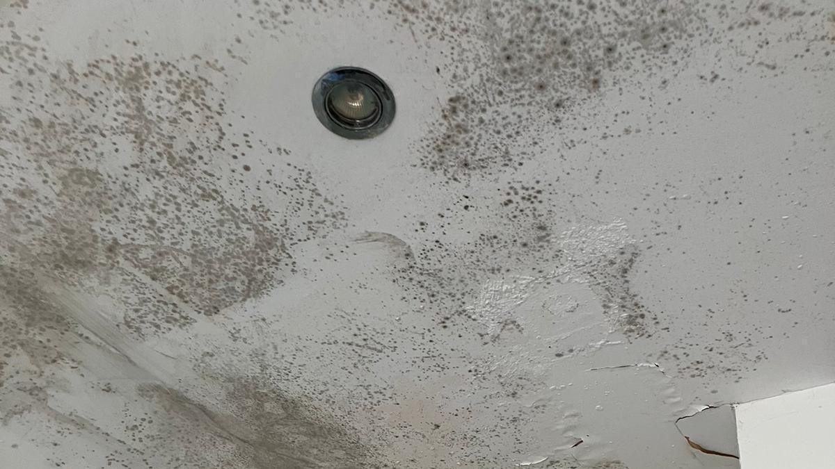 Extensive patches of black mould on a white ceiling