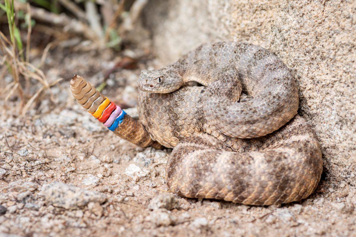 rattle snake with a rainbow painted tail