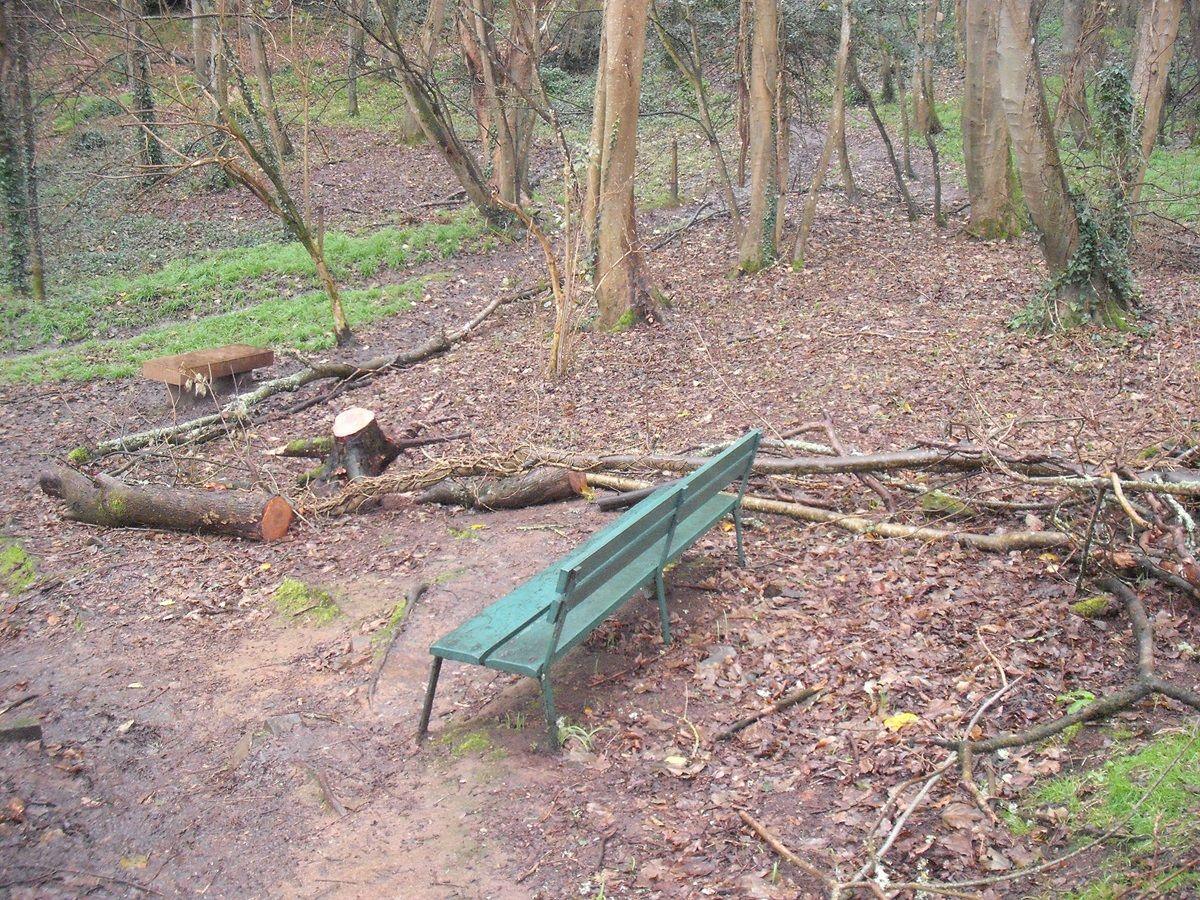 Bluebell Woods