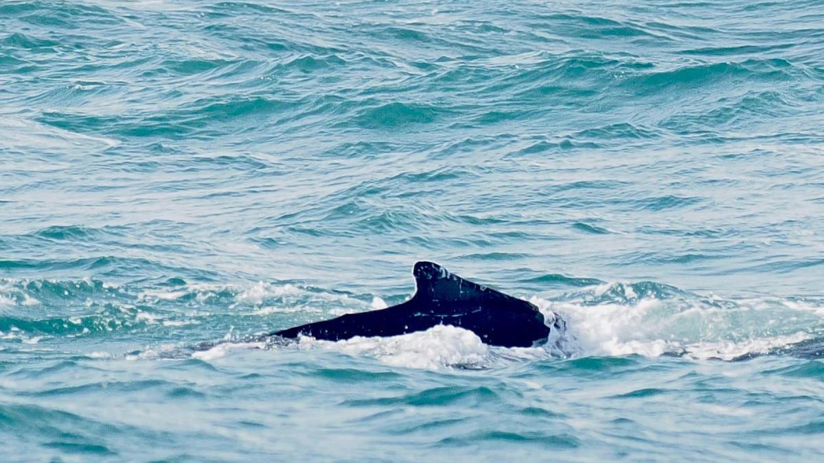 A close-up of a dark blue whale fin at the centre in the sea. There are white waves around the fin as it breaks the water. 