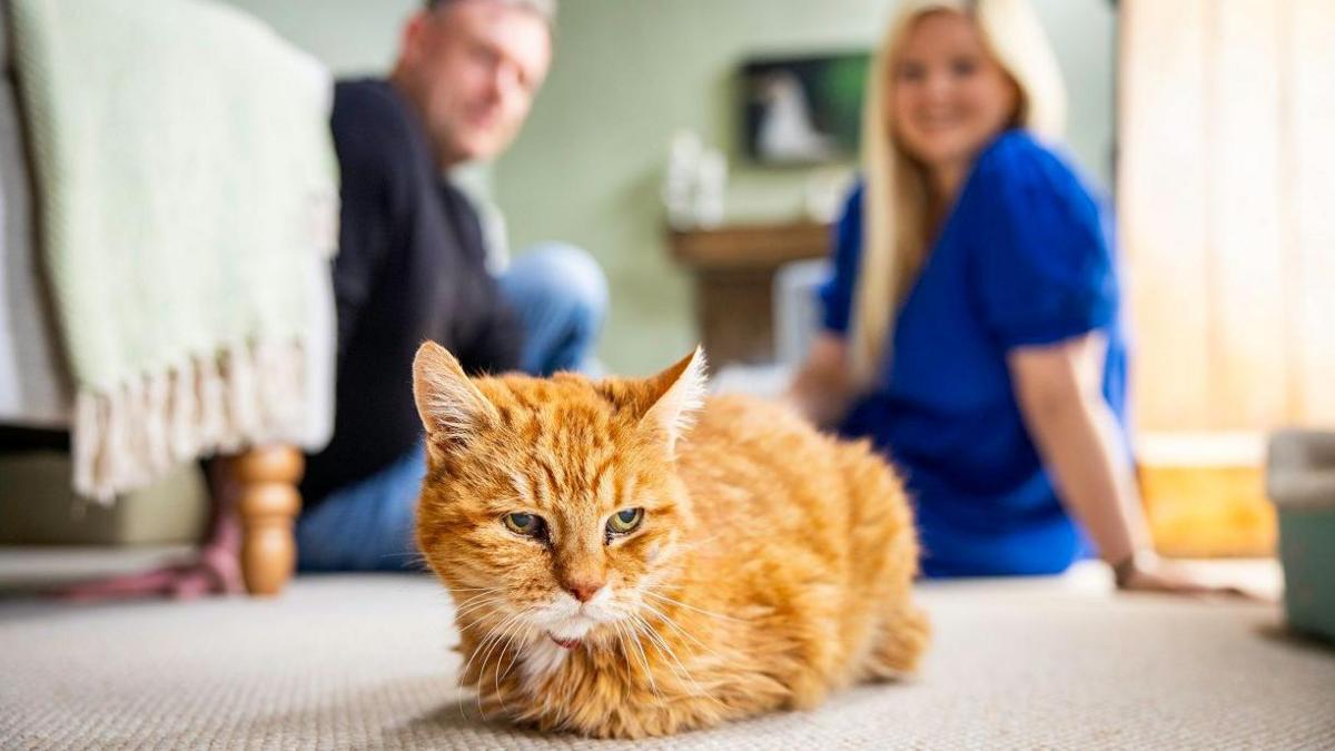 Carrot the cat lying on the floor with owners sitting behind her. 