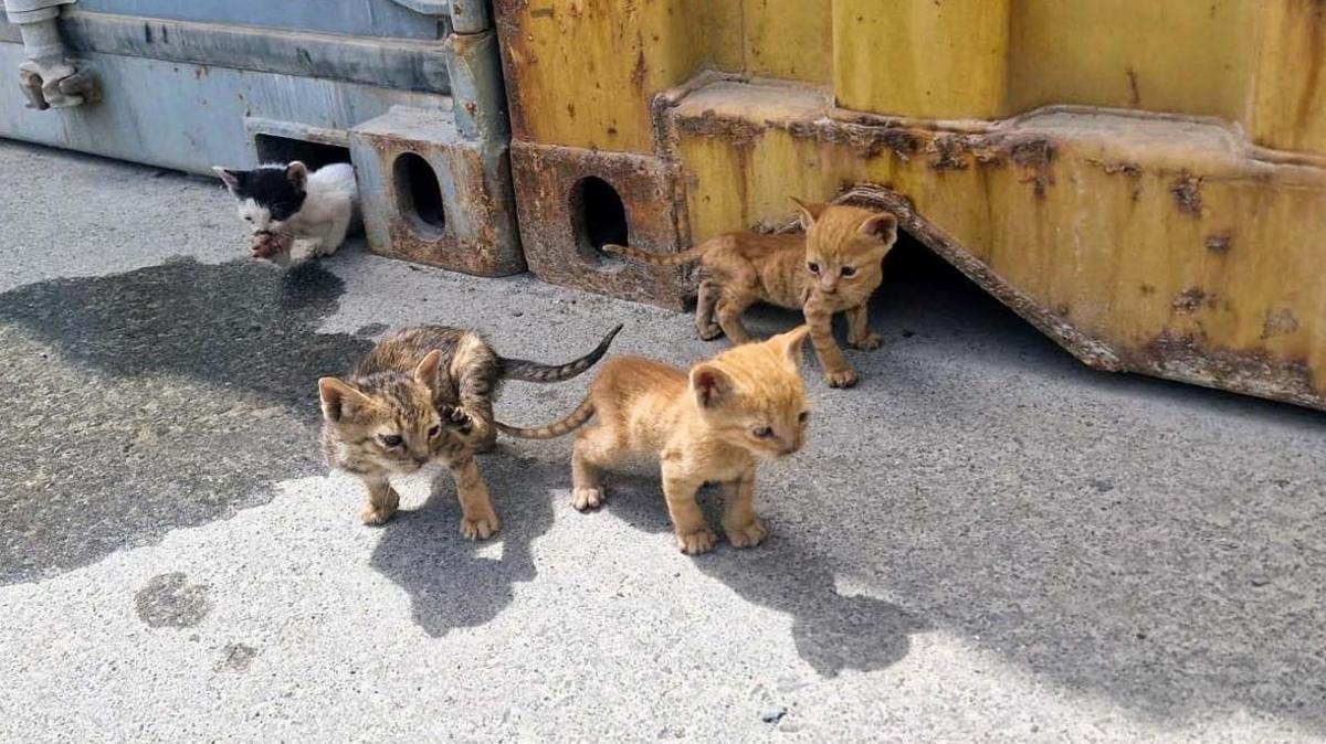 The orphaned kittens emerge from under shipping containers. They are very small and thin and cute.