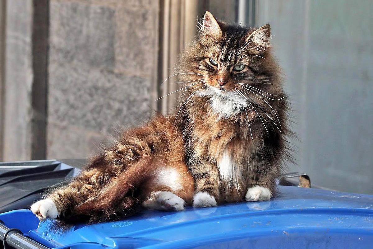 The cat is leaning on its side. It has white paws and tummy and a stripy brown coat. The wheelie bin it is sitting on is blue.