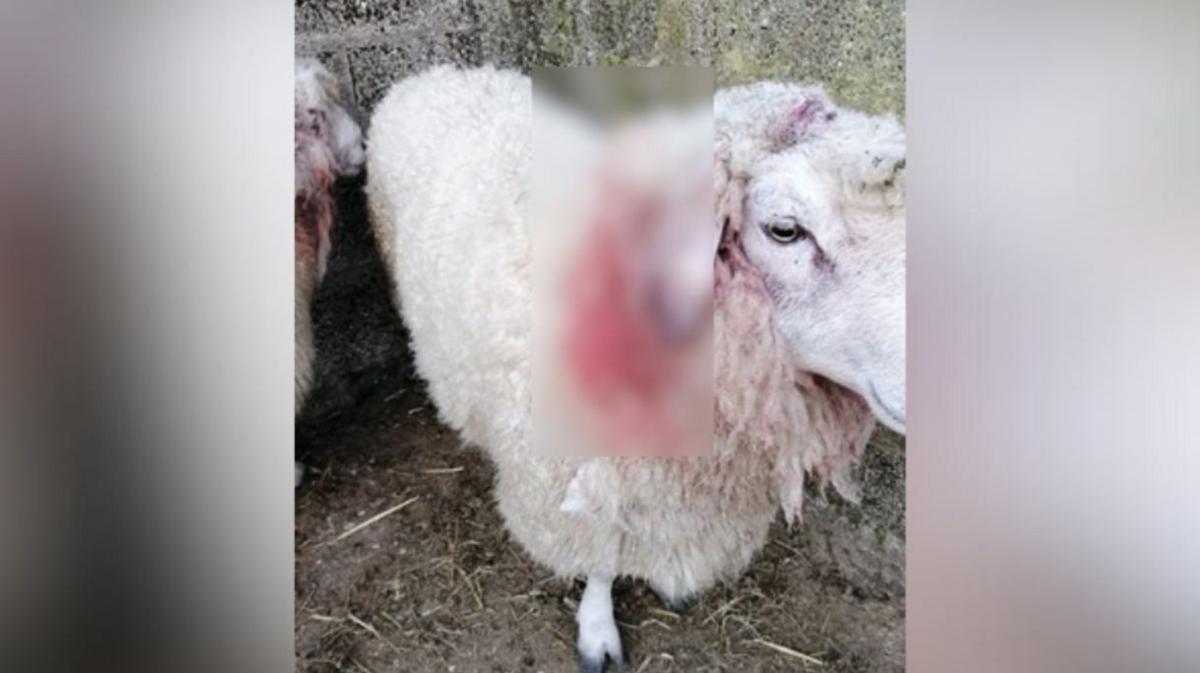 A sheep with an injured ear. The injury and surrounding blood on its wool has been blurred.