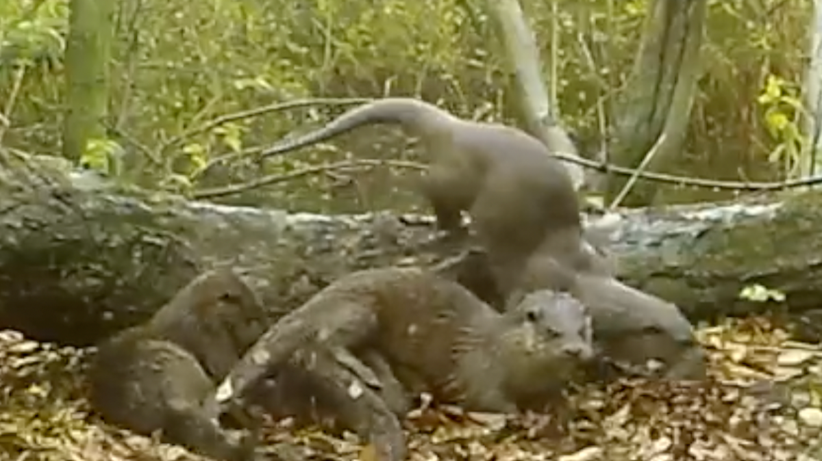 A family of three otters are captured on a camera, playing around a fallen tree trunk. Fallen leaves are dotted all along the ground around them. 