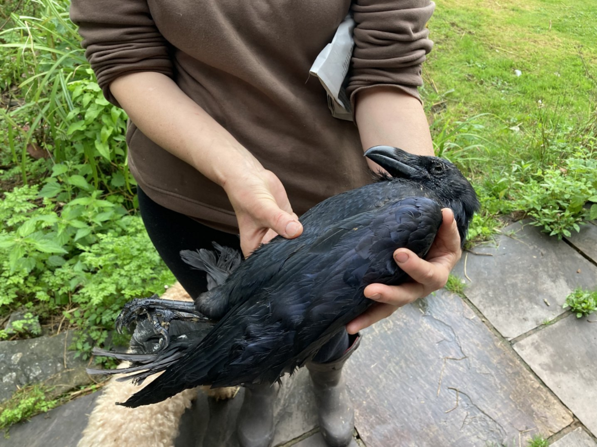 A dead raven held in a woman's hands in a garden