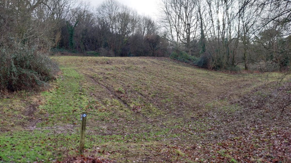 A patch of undulating grass surrounded by woodland which has been cleared ready for the planting