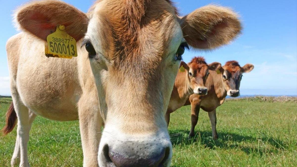 A brown Jersey cow looks into the lens of a camera, over its shoulder two other Jersey cows look on. They are in a grass field and the sky is blue. 