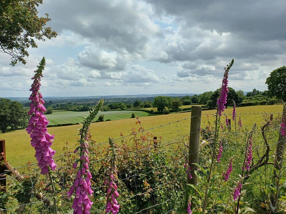 Half a dozen foxglove plants with purple bell-like flowers can be seen either side of a wire fence by the side of a field full of yellow/green grass.
