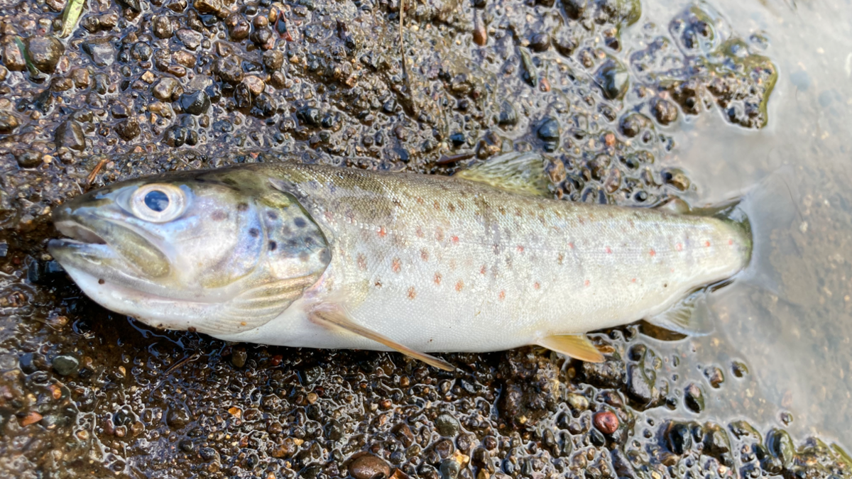 A dead fish at the edge of some water