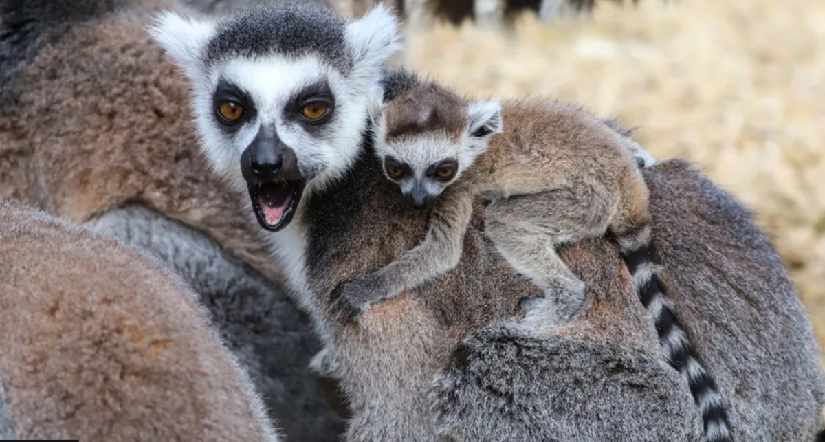 Black and White Lemurs