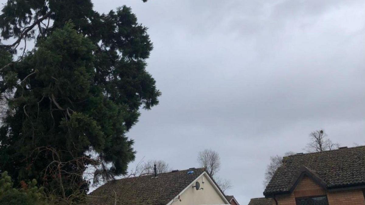 A large tree is on the left of the photo. In the middle and the right at the bottom of the image are the rooftops of two buildings, with a grey sky above them.