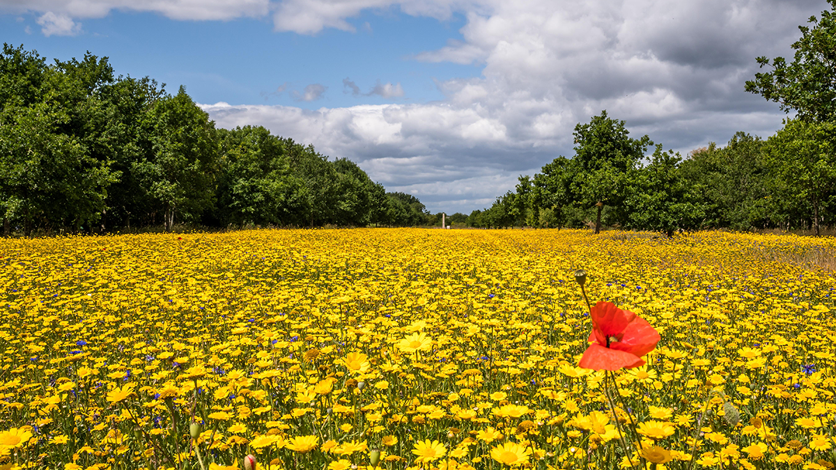 A wide field of yellow flowers in Alrewas, with a single red poppy in the foreground on the right. Green trees line the sides of the field and disappear into the distance