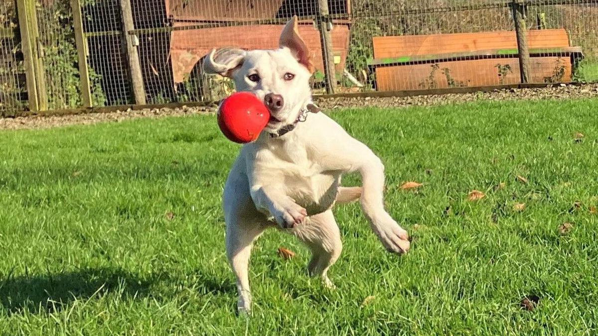 Labrador jumping with ball 