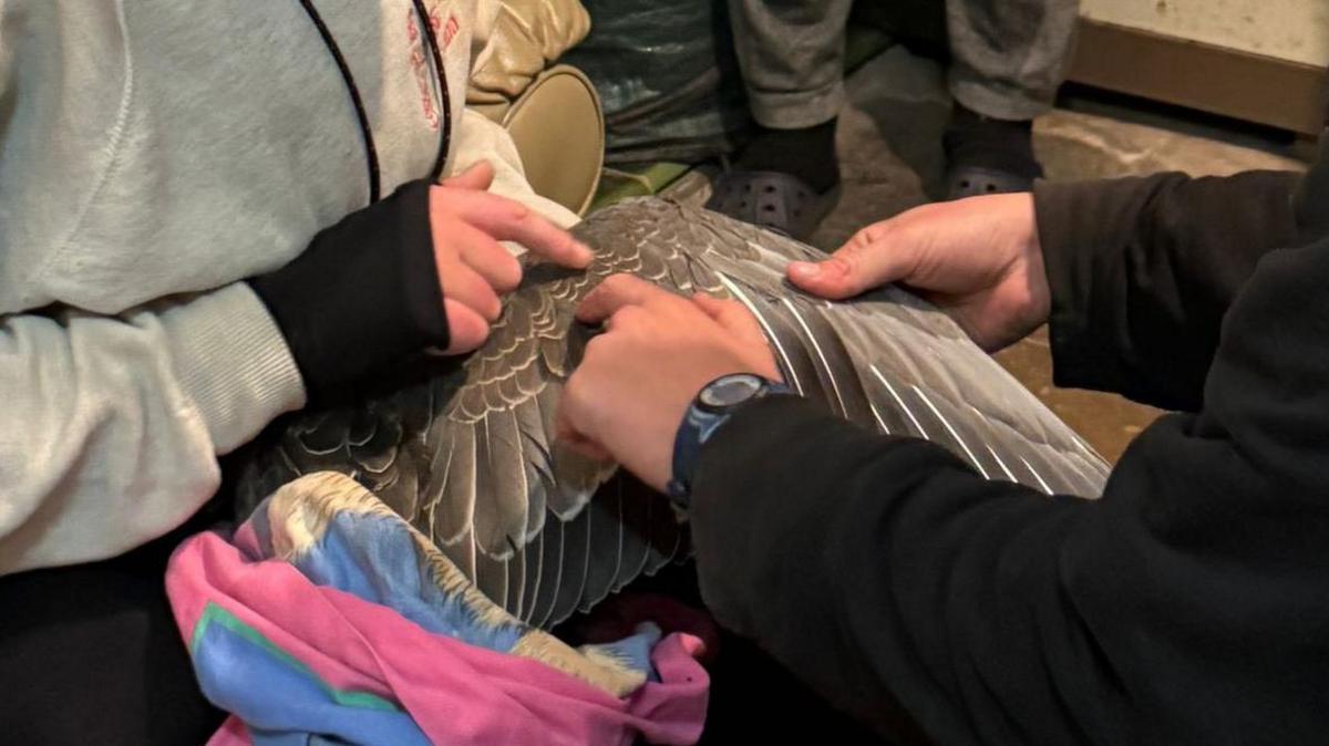 The hands of two people holding the brown wing of the goose and pointing at it.