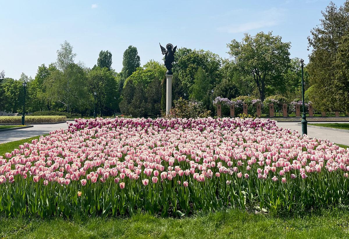 Tulip blooms in a park in Kharkiv city centre, May 2022