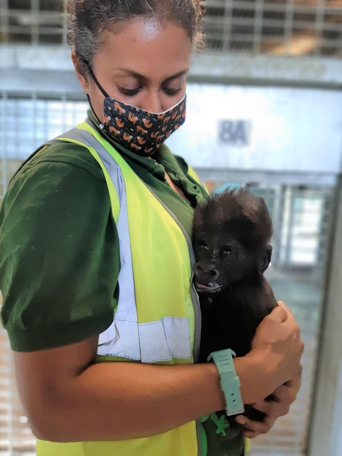 baby-gorilla-bristol-zoo