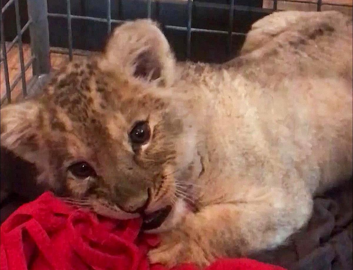 The lion cub lies down in a cage playing with a red rag