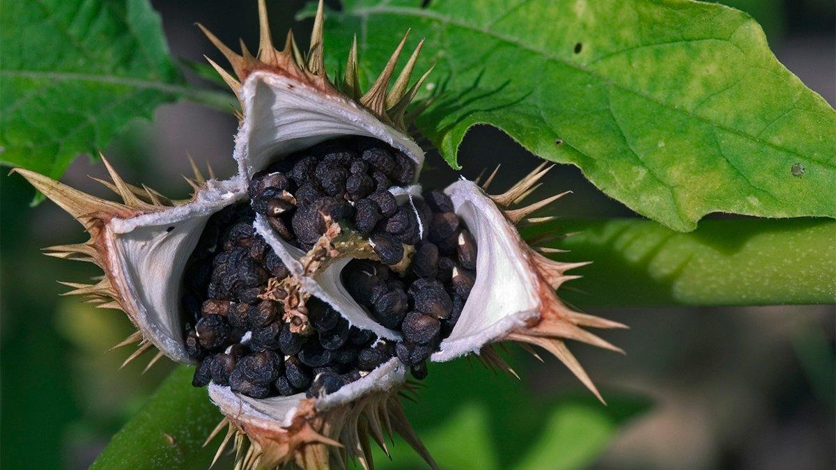 Datura seed capsule