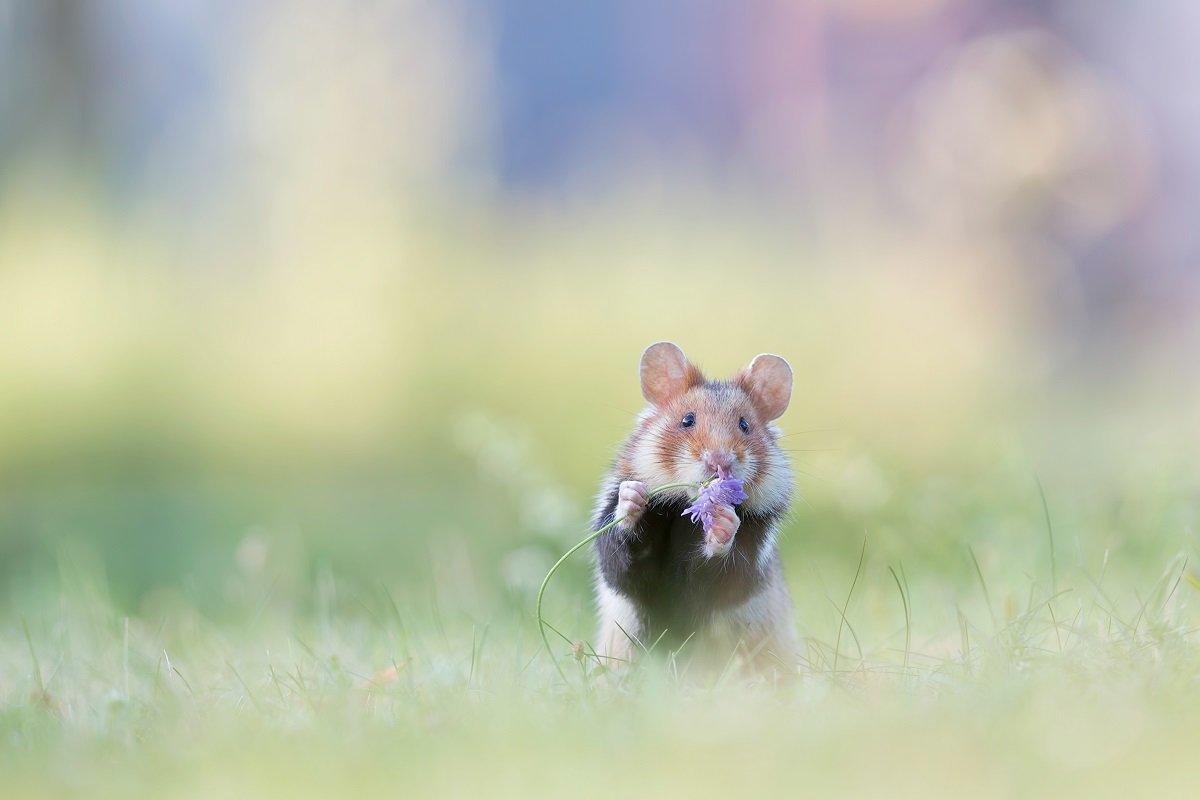 A wild hamster holding a purple flower