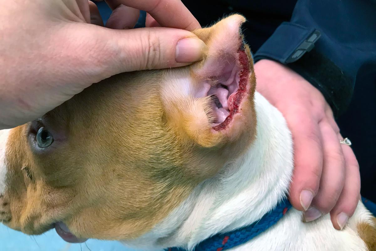 Clipped ear on a puppy