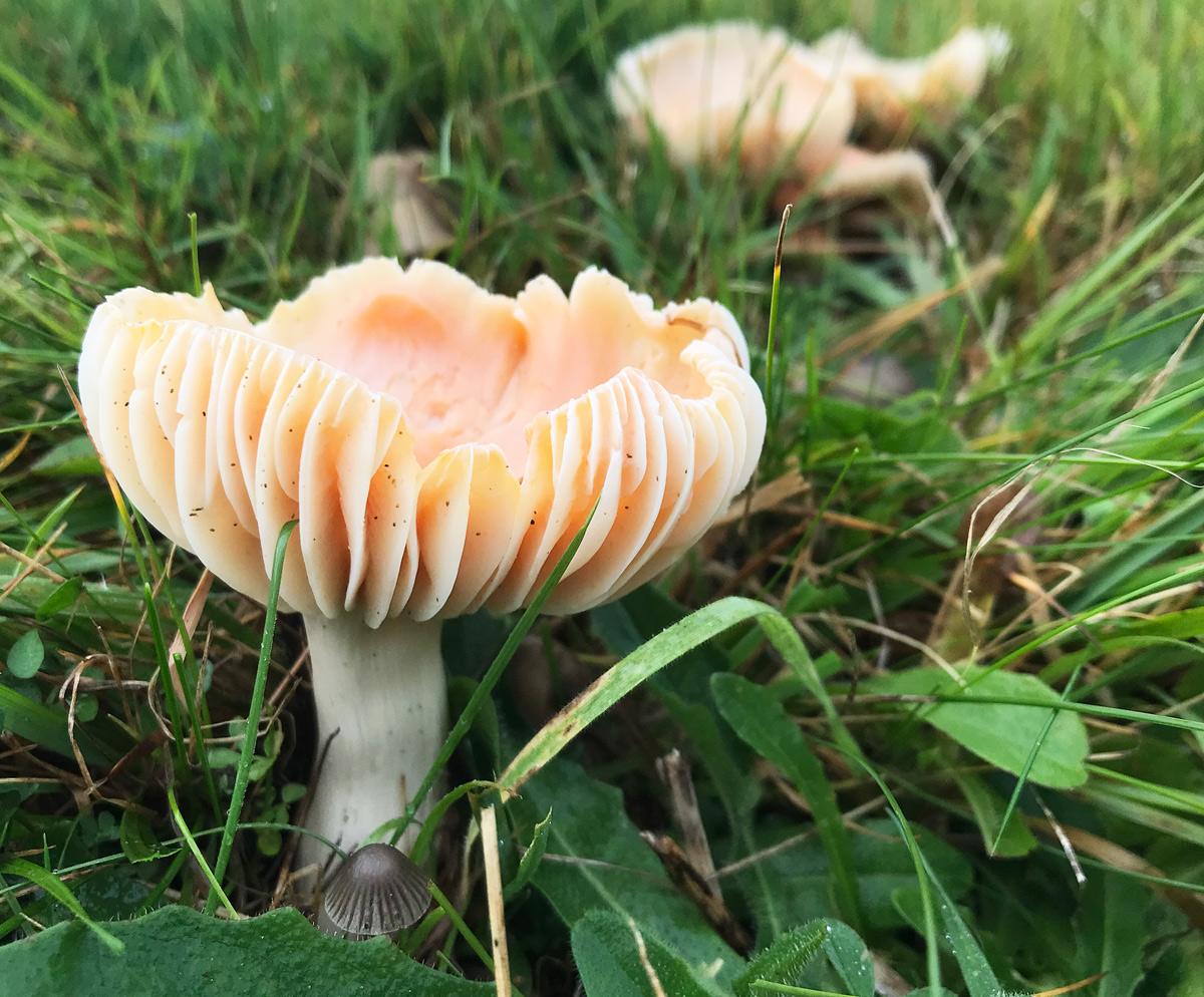 Pink waxcap at Jinlye Meadows in Shropshire