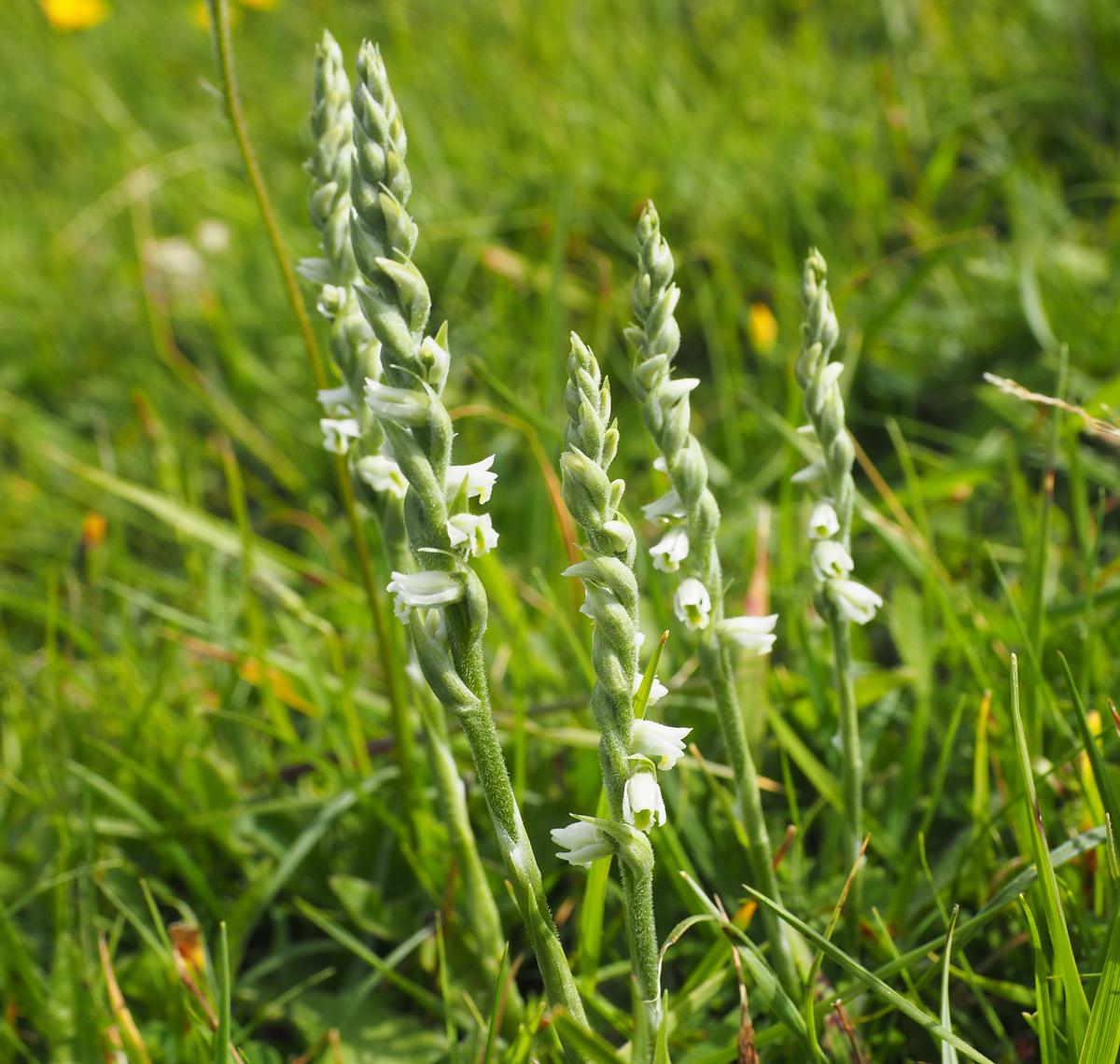 Multi-stemmed autumn lady's-tresses