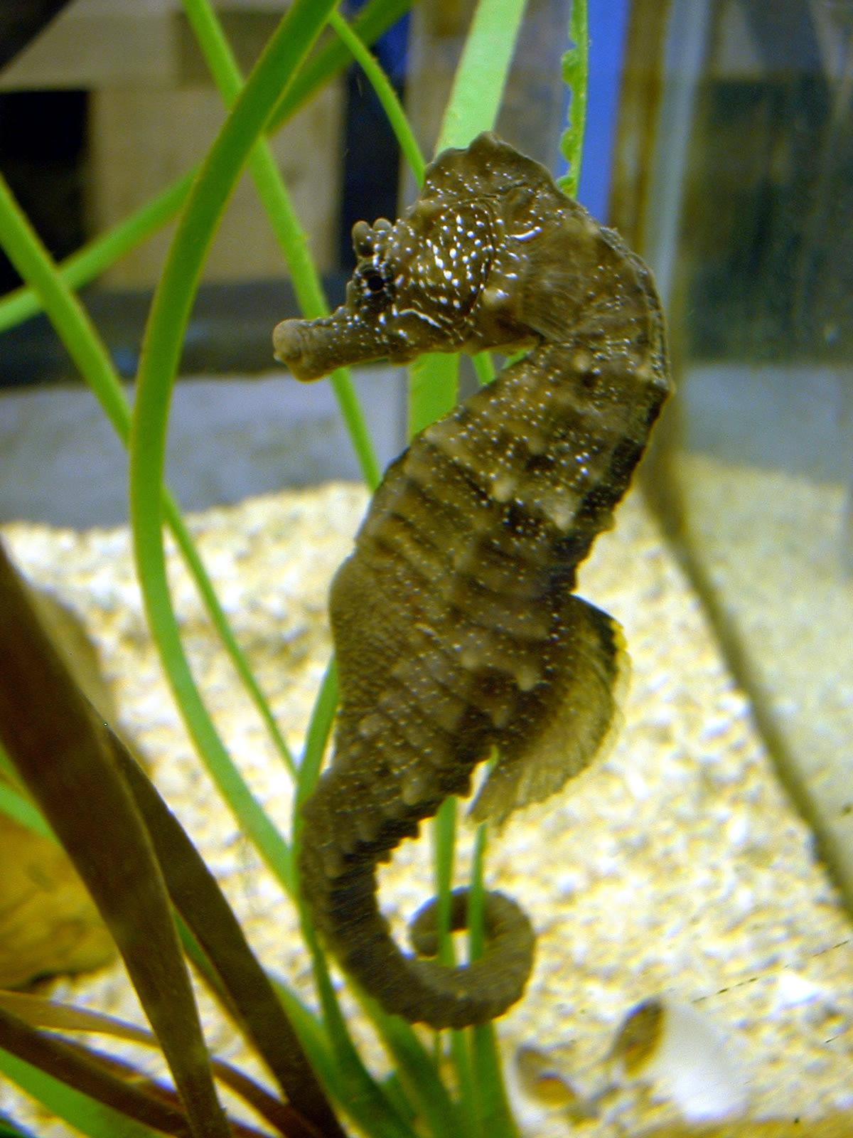 A short snouted seahorse