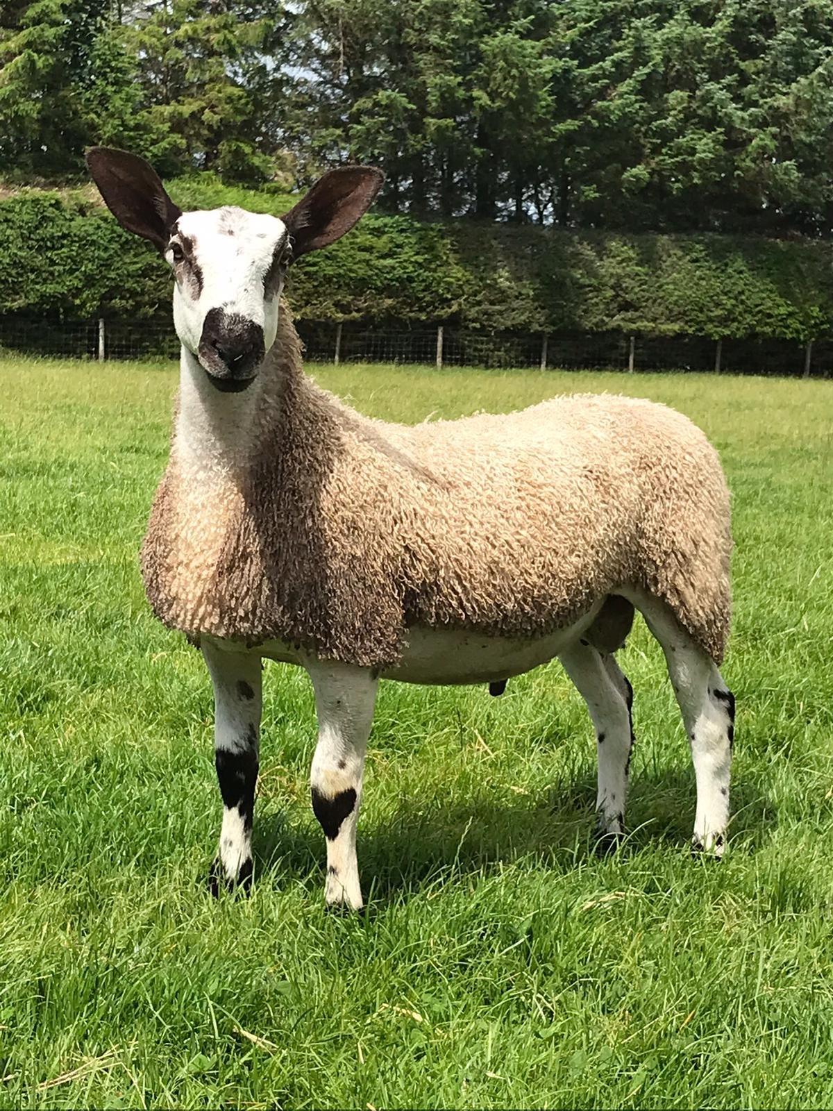 Dafad Blue faced Tom ac Idwal Jones, Aberhonddu yn y Sioe Frenhinol