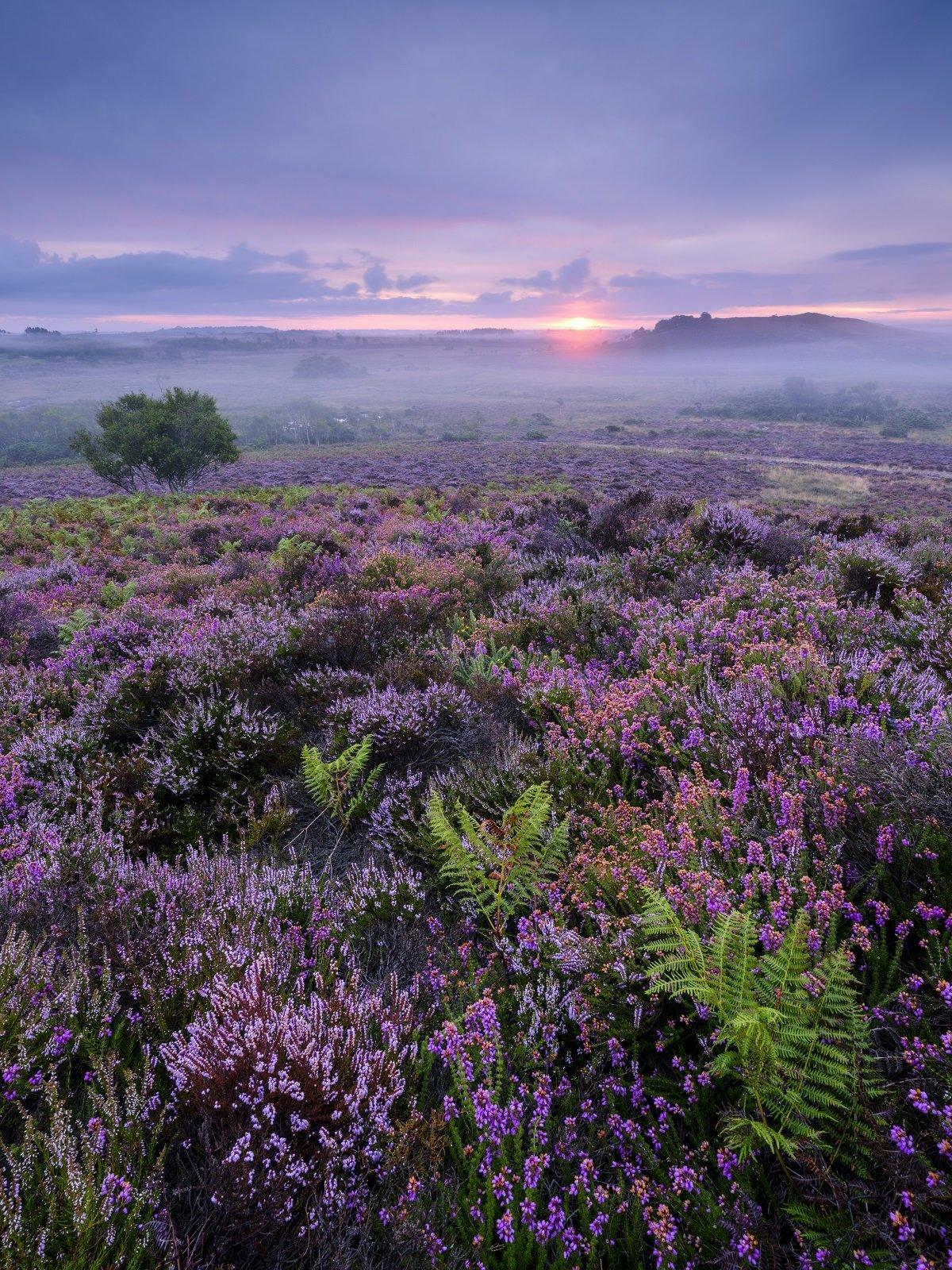 Purple heather in a misty landscape