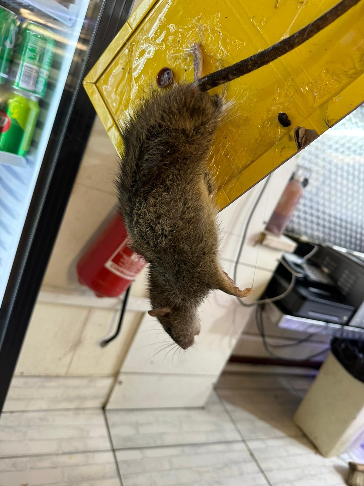 Rat on a glue board held up