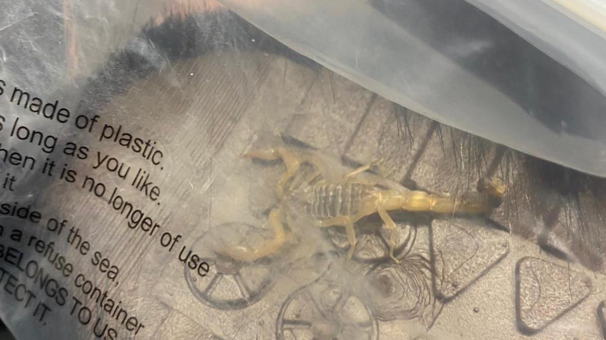 A scorpion on the sole of a boot in a plastic bag