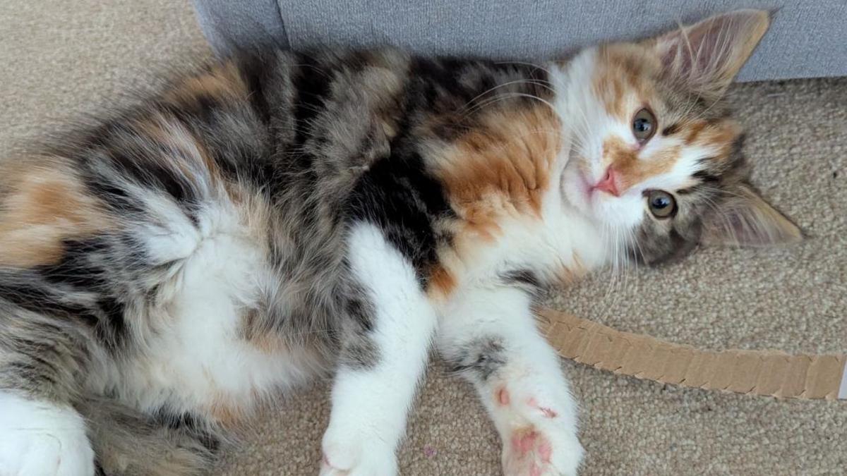 A tortoiseshell kitten lies on her back and looks up at the camera. 